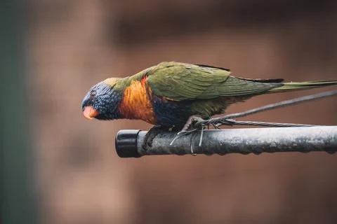 Rainbow Lorikeets sitting in the rain. Foto stock