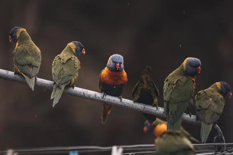 Rainbow Lorikeets sitting in the rain. Stock Photos