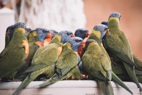 Rainbow Lorikeets sitting in the rain. Stock Photos
