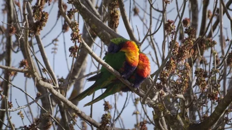 Rainbow Lorikeets Sleeping Sitting On Tree Branch With No Leaves. Maffra, Stock Footage 255404465