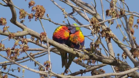 Rainbow Lorikeets Sleeping Together Sitting On Tree Branch. Maffra, Stock Footage 255404765