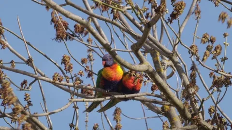 Rainbow Lorikeets Sleeping On Tree Branch. Windy Daytime Clear Blue Sky. Stock Footage 255404395
