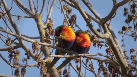 Rainbow Lorikeets Sleeping On Tree Branch With No Leaves. Daytime Clear Stock Footage 255404521