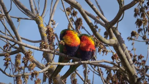 Rainbow Lorikeets Sleeping On Tree Branch With No Leaves. Daytime Clear Stock Footage 255404553