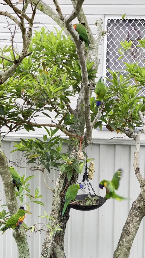 Rainbow Lorikeets on Tree Stock Footage 146095013