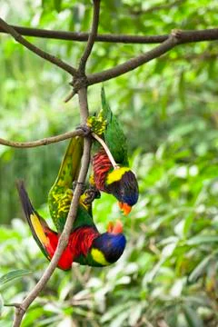 Rainbow lory Stock Photos