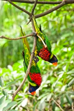 Rainbow lory Stock Photos