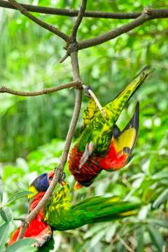 Rainbow lory Stock Photos