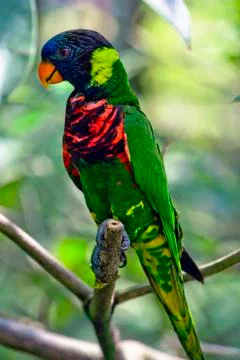 Rainbow lory Stock Photos