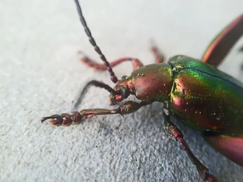 Rainbow metalic beetle Foto stock