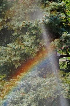 A rainbow in the mist caused by using a garden sprinkler to water plants Stock Photos
