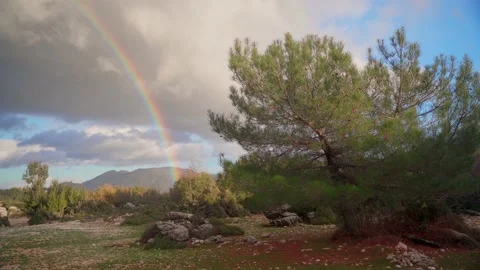 Rainbow in the mountains after the rain. Pine forest in the mountains. Stock Footage 195679172