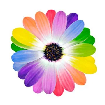 Rainbow Multi Colored Petals of Daisy Flower Stock Photos