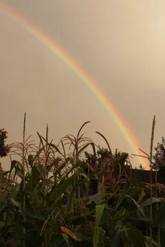 Rainbow over Cornfield Stock Photos