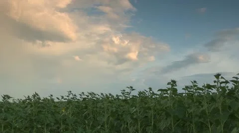 Rainbow  over the field Stock-Footage 20539534