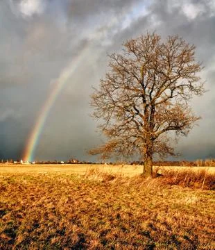 Rainbow over ? field. Stock Photos