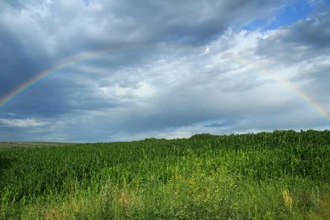 Rainbow over field Stock Photos