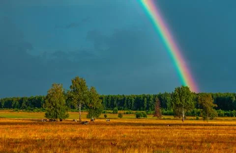 Rainbow over the field, on which cows are grazed, in darkly blue sky after a  Stock Photos