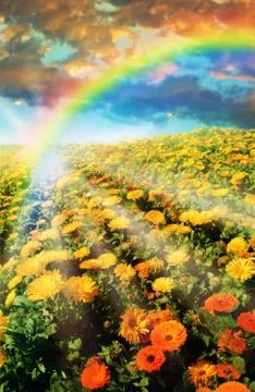 Rainbow over flower field Ilustração Stock