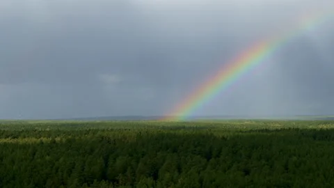 Rainbow over the forest with all colors Stock Footage 194441056