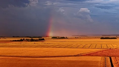 Rainbow over golden wheat fields during dramatic storm, rural farmland landscape Stock Footage 332623587