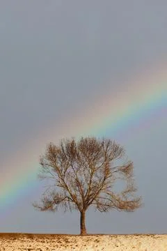 Rainbow over a Lonely tree Stock Photos