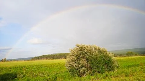 Rainbow over a pine forest Stock Photos