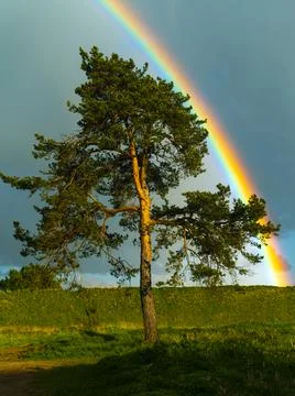 Rainbow over a pine tree nature background Stock Photos