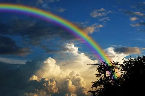 Rainbow over sunset sky back silhouette dry branch tree Stock Photos