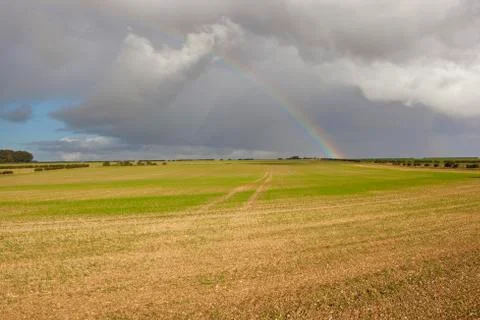 Rainbow over wheat field Stock Photos