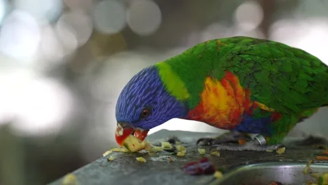 Rainbow Parakeet eating fruit - SLOW MOTION 库存影片 148697136