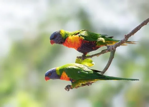 Rainbow Parakeets Stock Photos