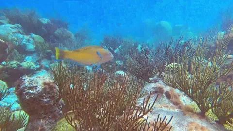 Rainbow Parrot Fish Gliding Over Coral Reef in Bermuda in Clear Waters Stock Footage 155298330