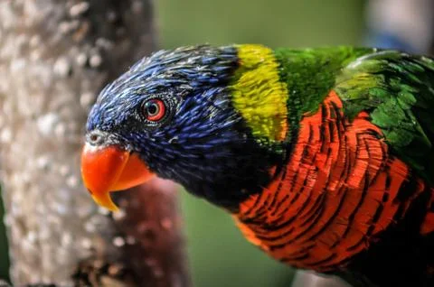Rainbow parrot Stock Photos