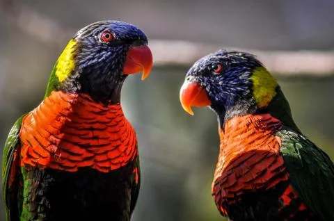 Rainbow parrot Stock Photos