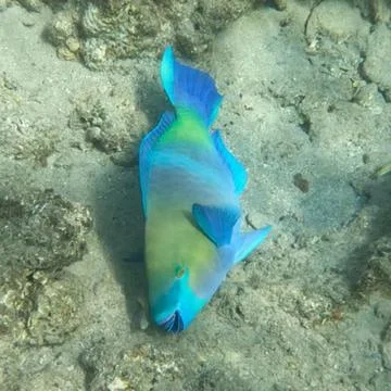 Rainbow Parrotfish Up Close  Stock-Fotos