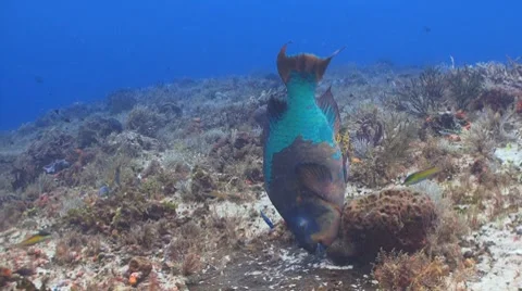 Rainbow parrotfish eating Stockbeeldmateriaal 8601463