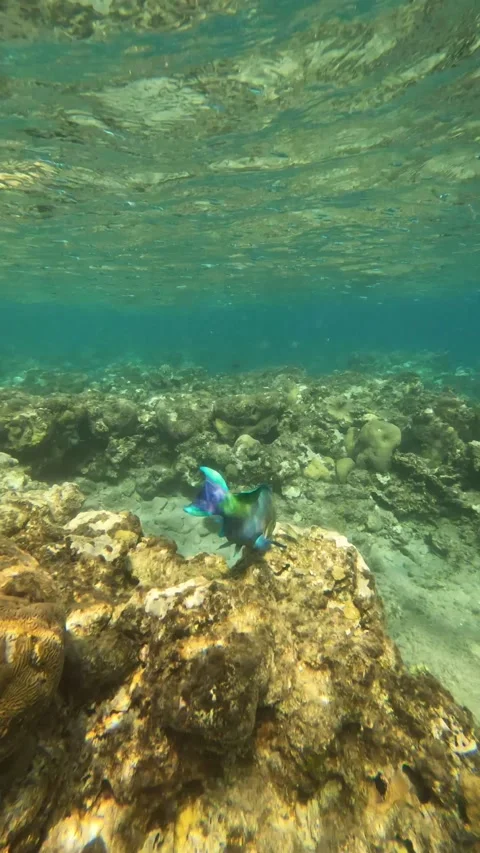 Rainbow Parrotfish feeding on the Sea Bed - so Beautiful  Stock Footage 234088863