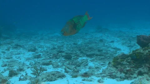 Rainbow parrotfish Stock Footage 2349754