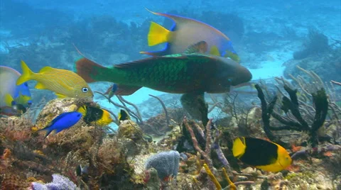Rainbow parrotfish Stock Footage 2356291
