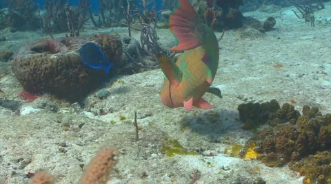 Rainbow parrotfish Vidéo 2361610
