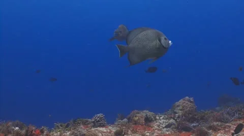 Rainbow Parrotfish &amp; Gray Angelfish Vidéo 10796142