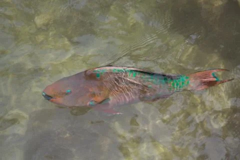 Rainbow Parrotfish Stock Photos