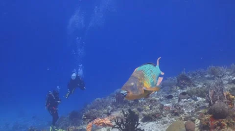 Rainbow Parrotfish ,scuba divers Видео 8795658