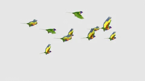 Rainbow Parrots - Asian Lorikeets - Flock of 10 Birds - 4K Flying Loop - I Stock Footage 201569749