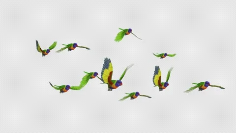 Rainbow Parrots - Asian Lorikeets - Flock of 10 Birds - 4K Flying Loop - II Stock Footage 201569754