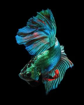 Rainbow Stock Photos
