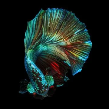 Rainbow Stock Photos