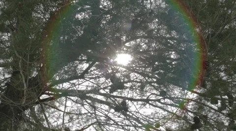 A rainbow with a pine tree Stock Footage 43865464