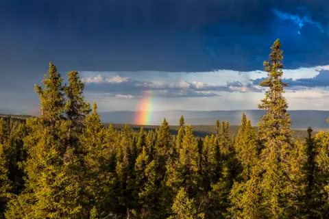 Rainbow poking through storm clouds over a spruce forest in summertime, over the Stock Photos